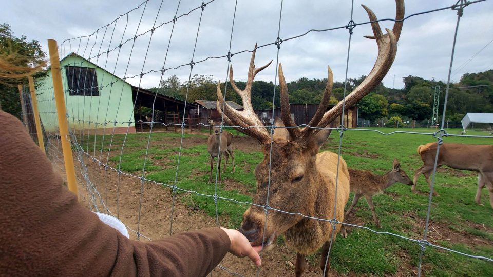Jelen si pochutnává na pamlsku z Moničiny ruky | foto: Jolana Nováková, Český rozhlas Jelen si pochutnává na pamlsku z Moničiny ruky