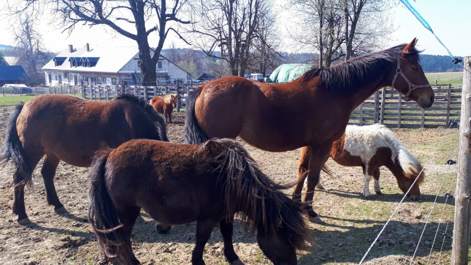 Na farmě nemůžou chybět ani koně a poníci.jpg