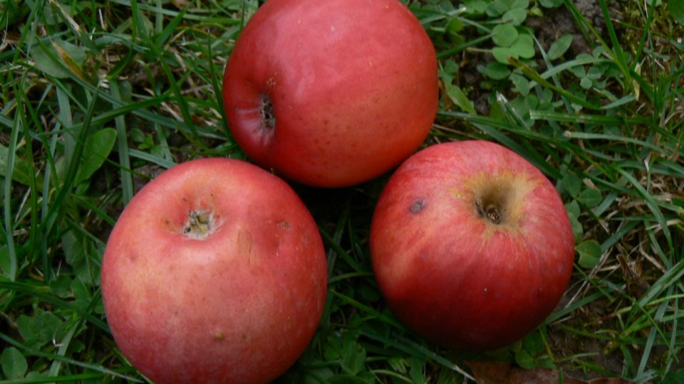 Panenské české, možná i tato odrůda dostane šanci u obchodních řetězců | foto: Zdena Koberová Panenské české, možná i tato odrůda dostane šanci u obchodních řetězců
