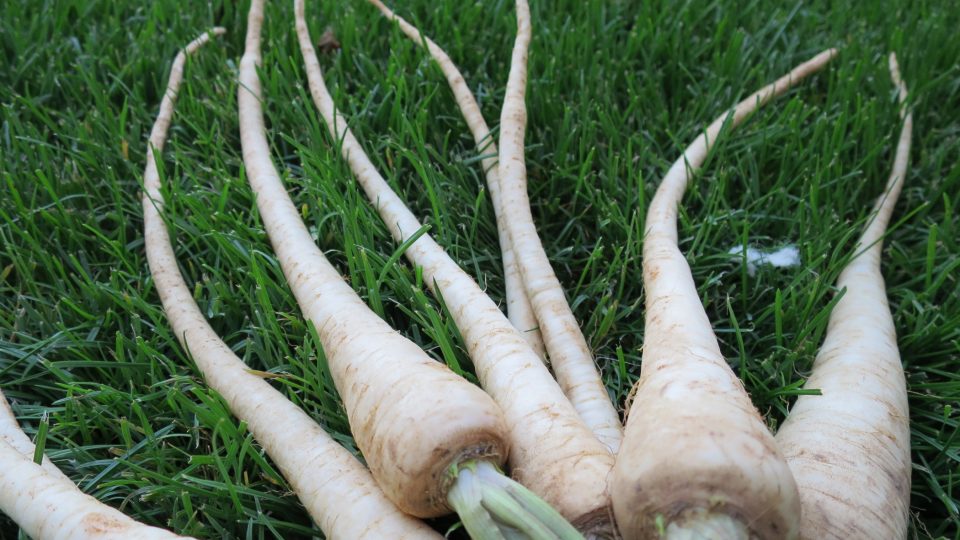 Petržel jako chobotnice | foto: Jitka Slezáková, Český rozhlas Petržel jako chobotnice