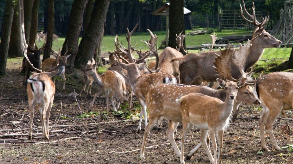 Kombinace jelení a dančí zvěře je pohledná pro oko