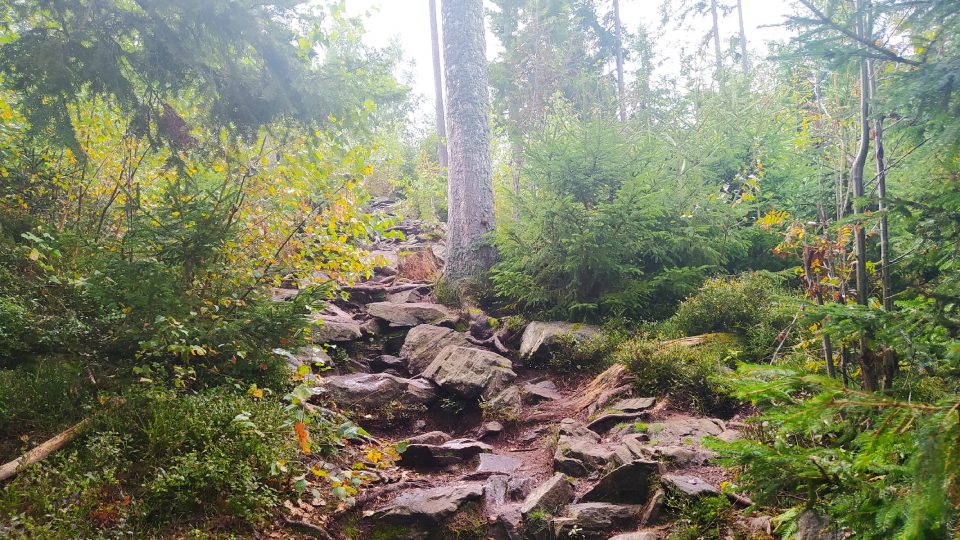 Cesta lesem k hrádku | foto: Kateřina Dobrovolná, Český rozhlas Cesta lesem k hrádku