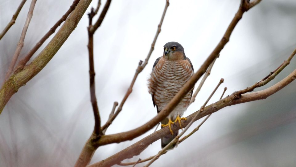 S krahujcem se setkáváme i v přírodě, tady číhá u krmítka