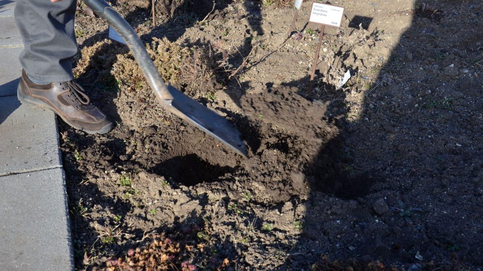 Pro trvalky vyhloubíme dostatečně velkou jámu