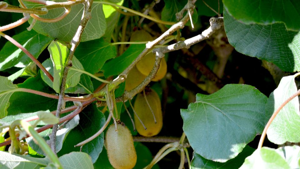 Aktinide v pražské botanické zahradě Na Slupi