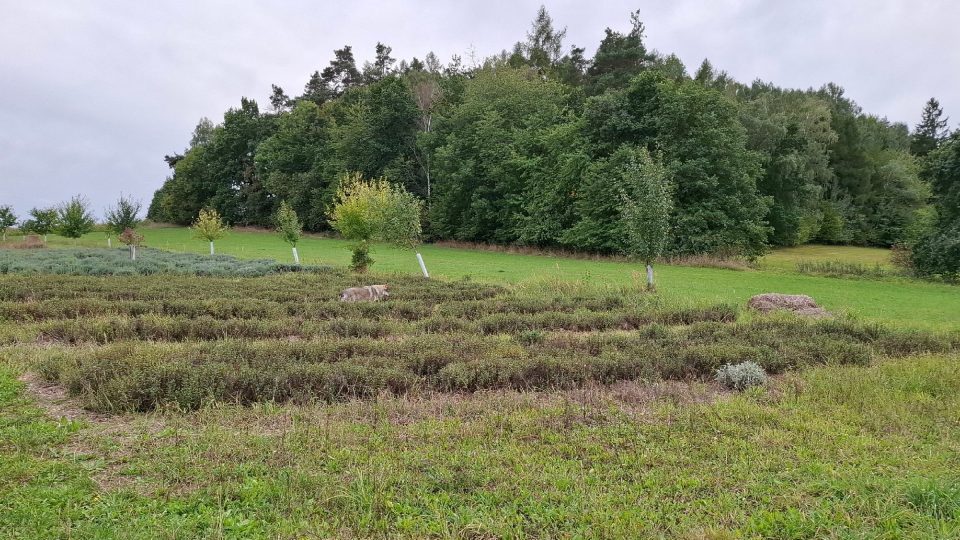 Na čtyřech hektarech polí společně sklízí 60 druhů bylinek | foto: Markéta Vejvodová, Český rozhlas Na čtyřech hektarech polí společně sklízí 60 druhů bylinek