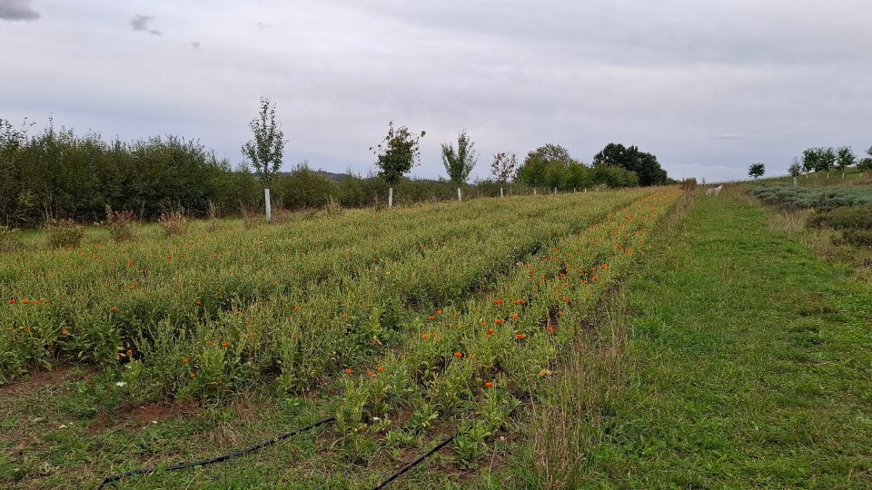 Jedno z prvních políček farmy Herba Roja, které si Karolina s Danem pořídili | foto: Markéta Vejvodová, Český rozhlas Jedno z prvních políček farmy Herba Roja, které si Karolina s Danem pořídili