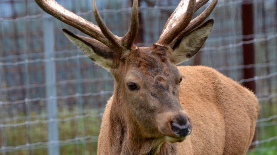 Hejnovi se starají o 150 zvířat, jsou mezi nimi jeleni, daňci nebo mufloni