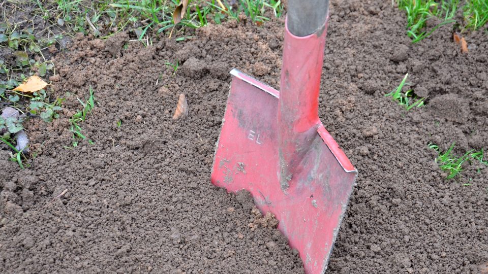 Pěstitelskou půdu nahrubo zryjeme a pečlivě vybíráme vytrvalé plevele