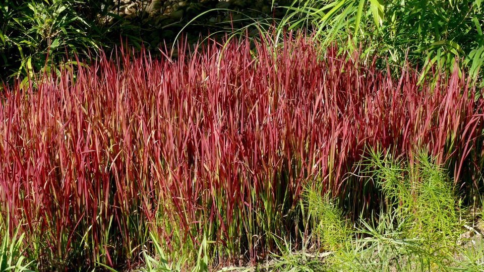 Imperata cylindrica Red Baron