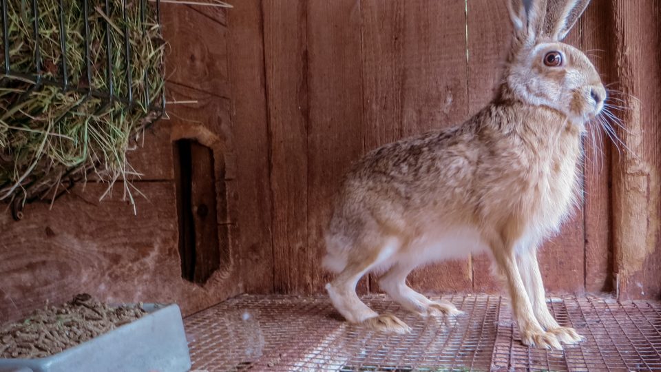 Kotce pro odchov zajíců jsou prostornější, než kotce pro chov králíků 