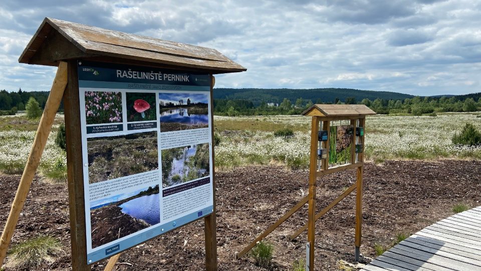 Bíle kvetoucí suchopýr na Perninském rašeliništi