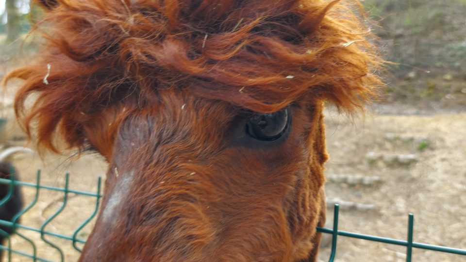 Trenér zvířat František Šusta a jeho svěřenci