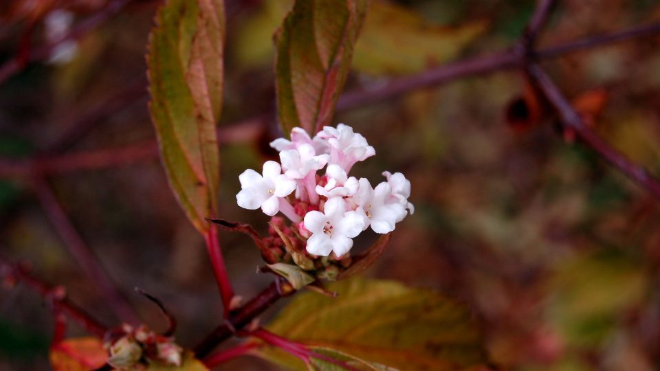 Kalina vonná (Viburnum farreri) kvete růžově a voní sladce