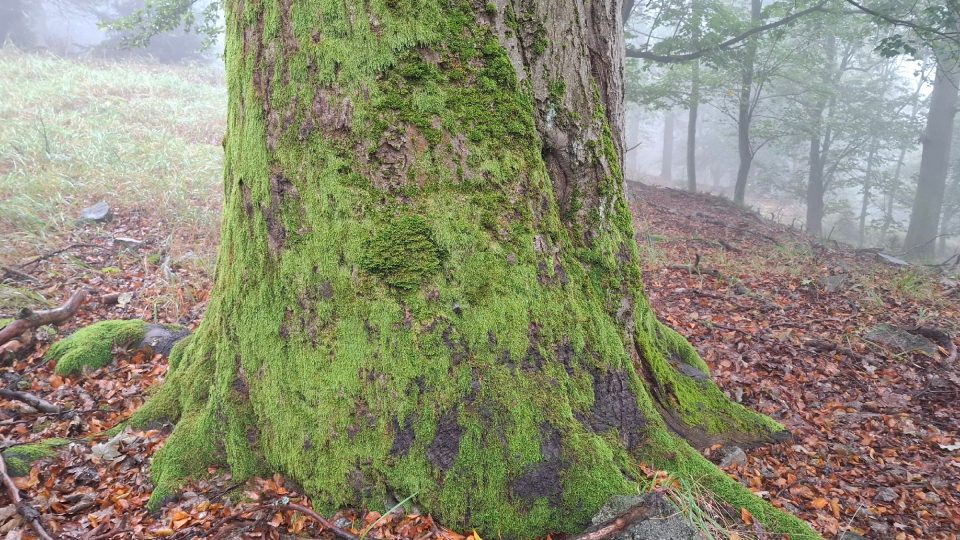 Když se přidá typická brdská mlha, získá toto místo jedinečnou a tajuplnou atmosféru