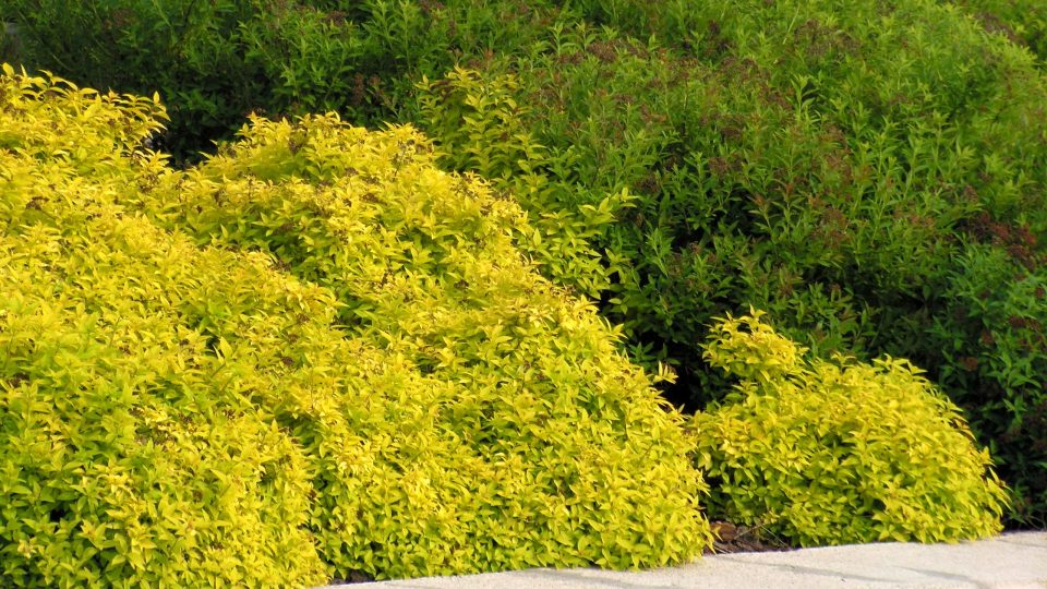 Keře snadno množitelné řízky - Spiraea bumalda, tavolník Bumaldův, barevné variety 