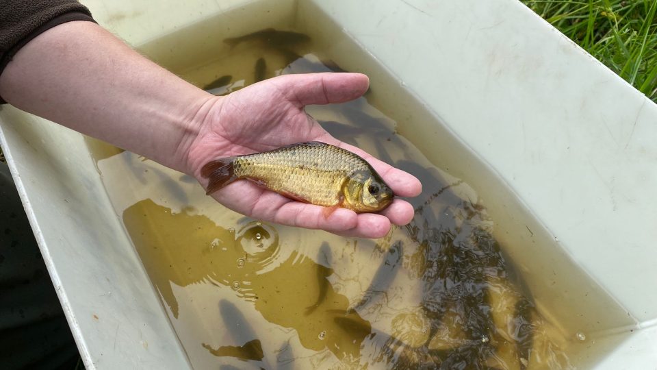 Karas obecný - rybáři v Bohutíně na Příbramsku se zapojili do projektu na jeho záchranu