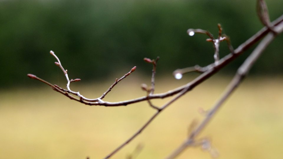 Kompozici ve váze mohou zelenými lístky na Štědrý den doplnit větvičky břízy