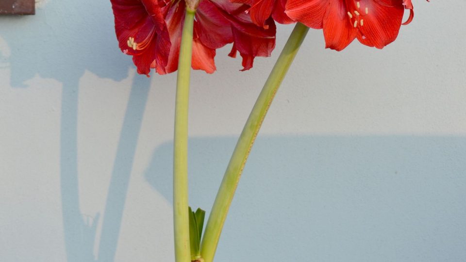 Hvězdník (Hippeastrum)