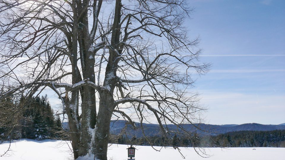 Památná lípa 