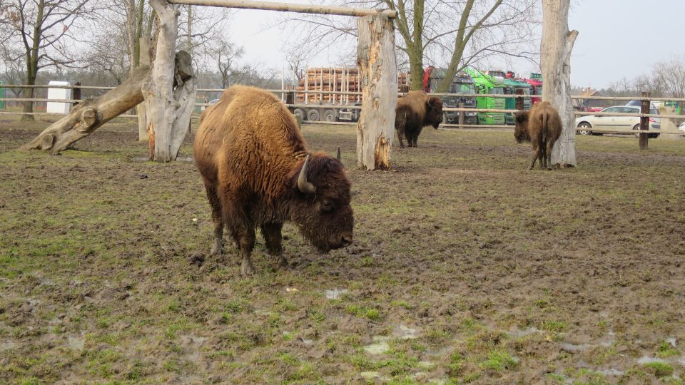 Bizoni sousedí s přepravní společností, mají stejného majitele