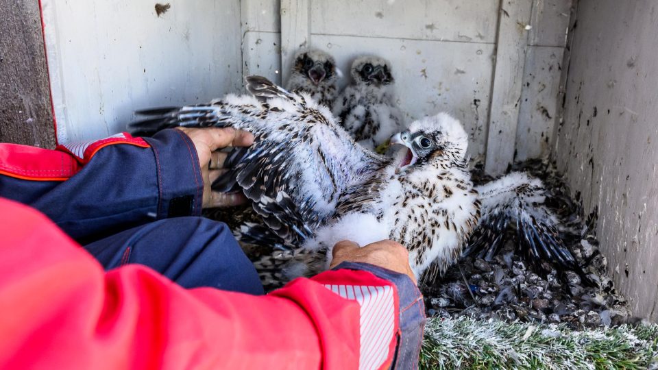 Kroužkování mláďat sokolů na nejvyšším komíně v rafinerii v Kralupech nad Vltavou