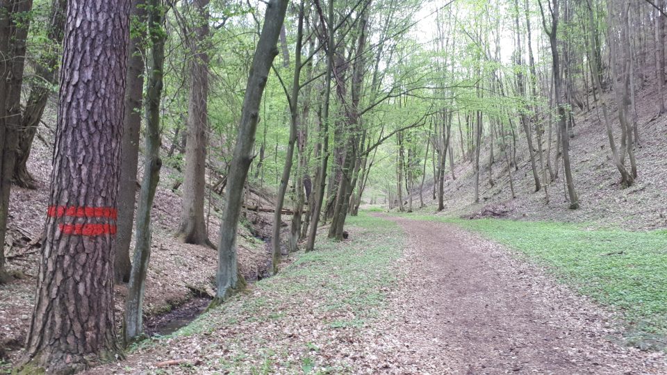 Cesta údolím je široká a je vhodná i pro rodiny s kočárky