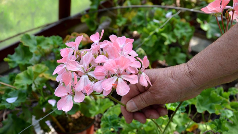 Pelargonie aneb krása muškátů