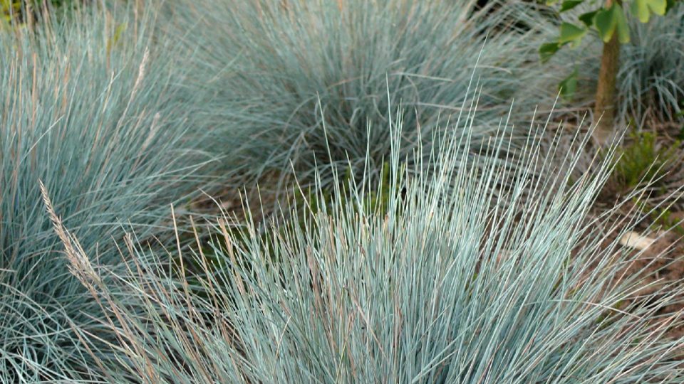 Kostřava Festuca Blauglut