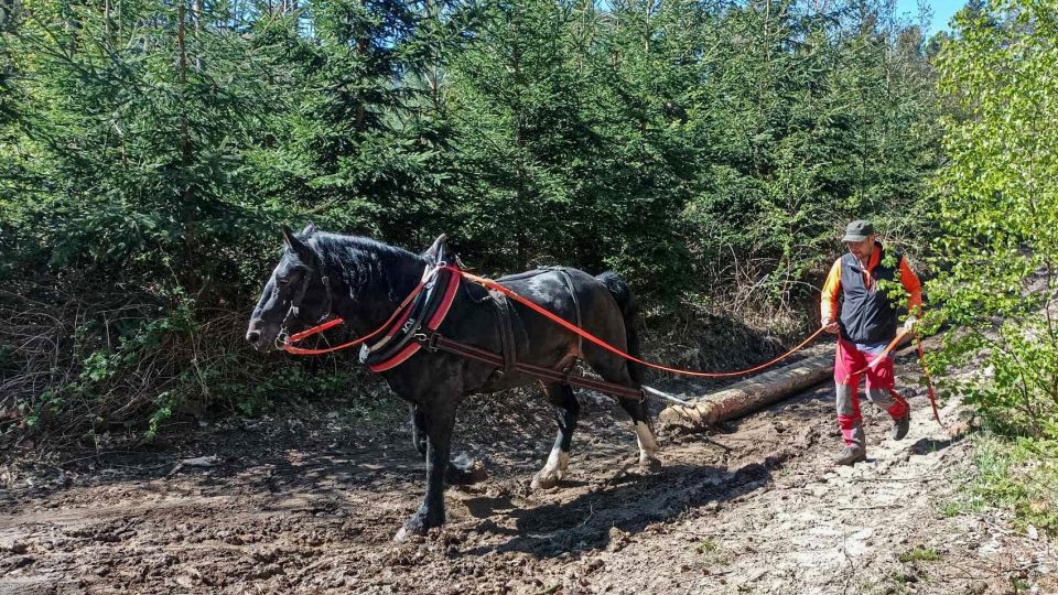 Brdská lesní bitva - II. ročník soutěže tažných koní