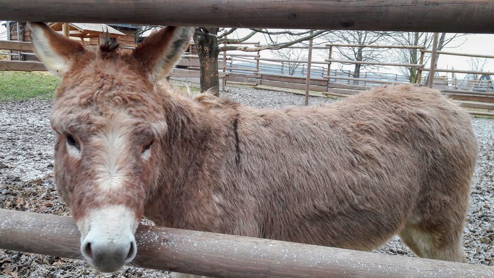 Mezi zvířaty ve Skalka family parku jsou lamy, klokani, pávi, ovce, kozy, poníci či pštrosi