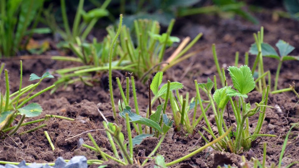 Je dobré po sezoně jahodníky zbavit listů, přihnojit a odstranit všechny šlahouny