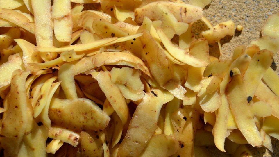 Slupky brambor na kompost patří