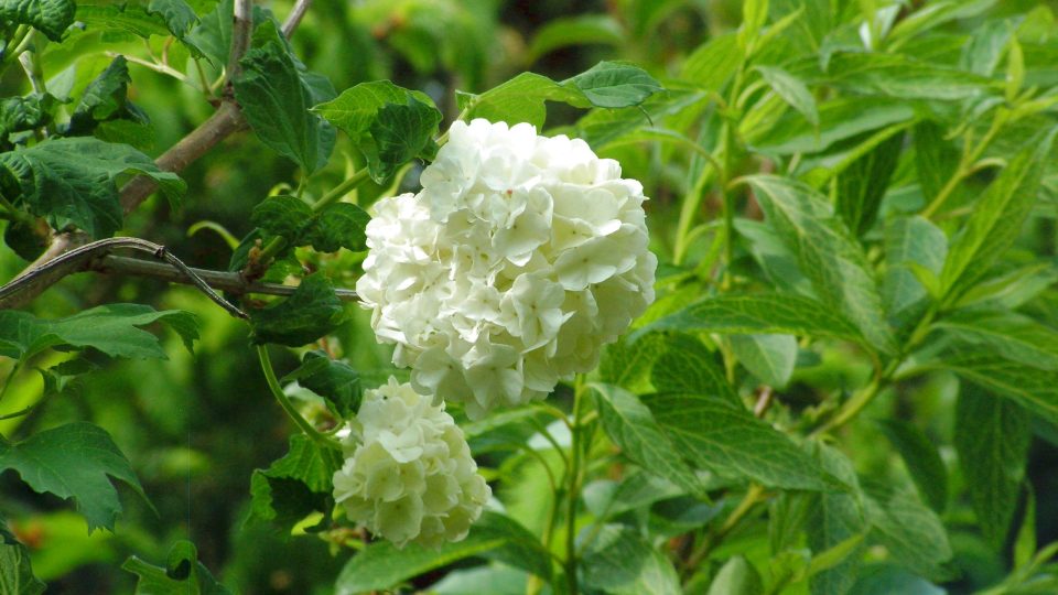 Keře snadno množitelné řízky - Viburnum opulus Roseum, kalina 