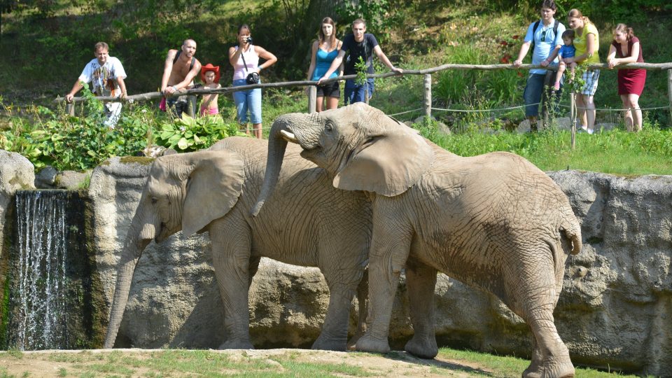 Sloni afričtí v ZOO Lešná