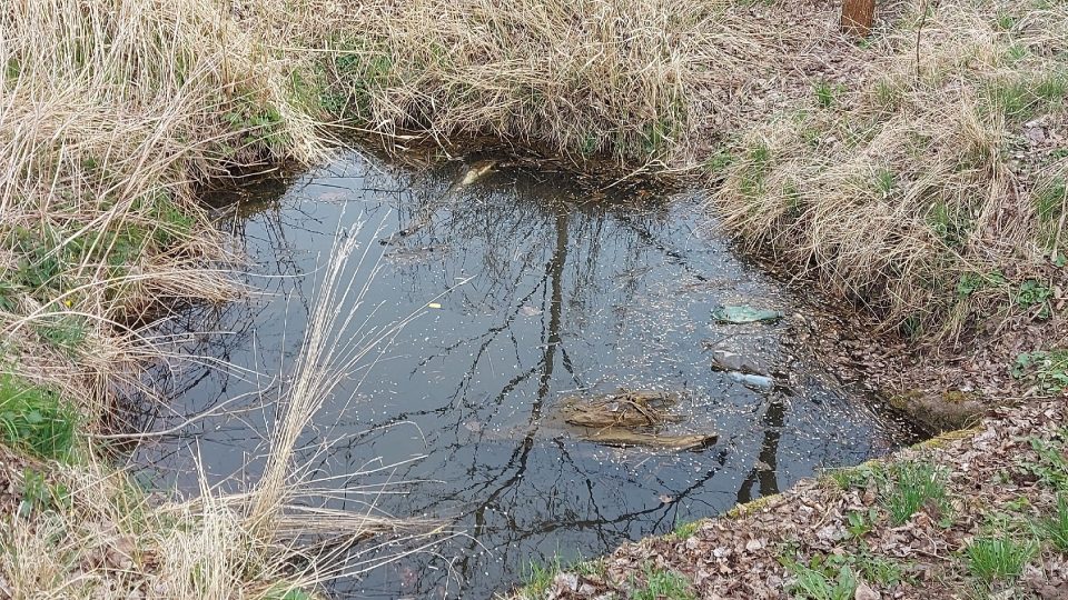 V labských lužních lesích najdete množství tůněk