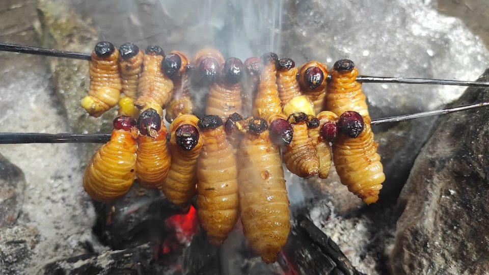 Indiánská amazonská pochoutka - Chontacuro