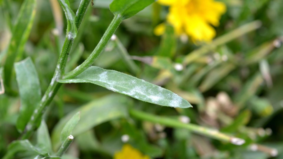 Napadený měsíček lékařský můžete zkrátit na 3 až 5 cm, znovu obroste