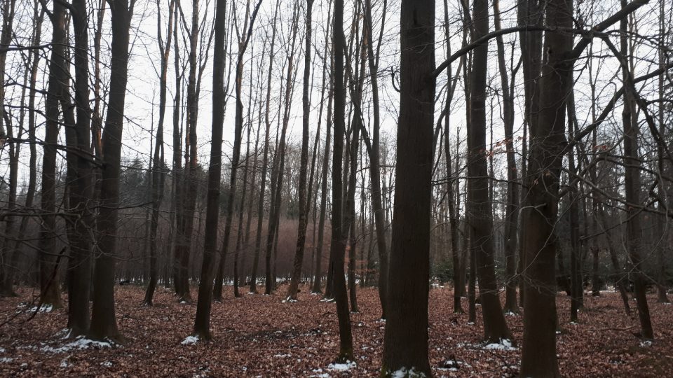 V oblastí jsou hojné javorovo-olšové porosty i bučiny | foto: Markéta Vejvodová, Český rozhlas V oblastí jsou hojné javorovo-olšové porosty i bučiny