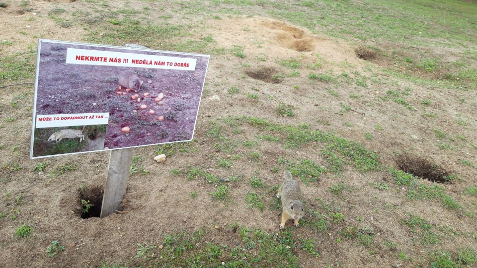 Krmení syslů je zakázáno. Nevhodné pamlsky je mohou zabít  - foto Bára Kvapilová.jpg