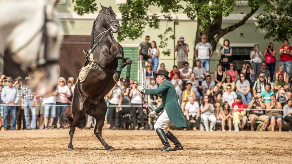 Ukázka drezury v hřebčíně v Kladrubech nad Labem