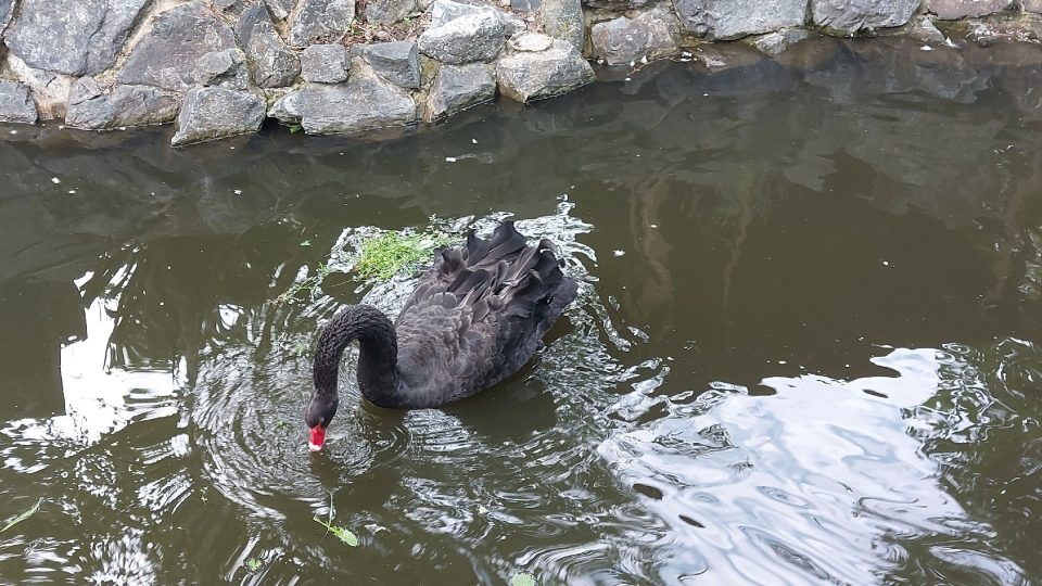 Svůj nový domov tu našel i pár vzácných černých labutí