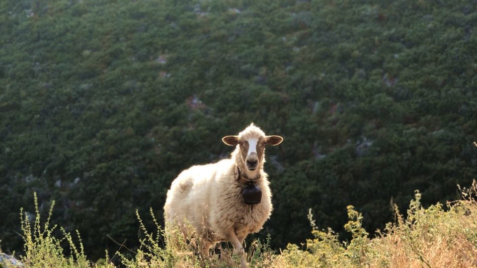 Pasoucí se ovce v Albánii