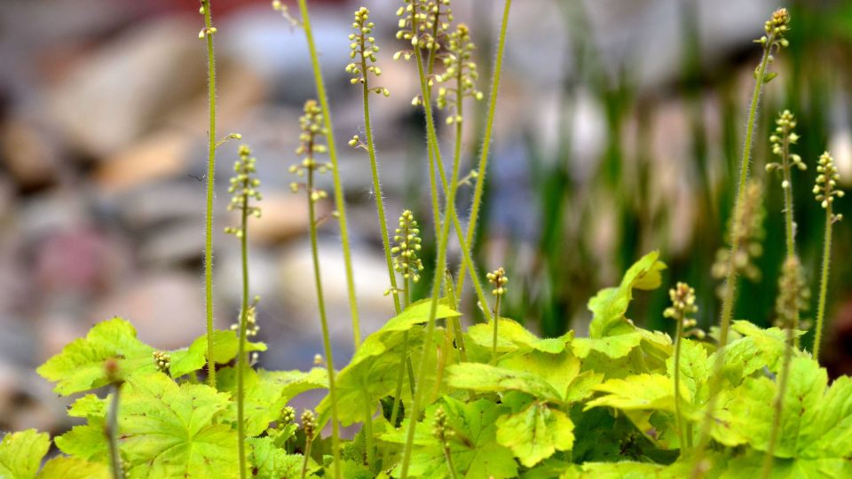 Dlužicha (Heuchera) má různobarevné kultivary a dobře se rozrůstá
