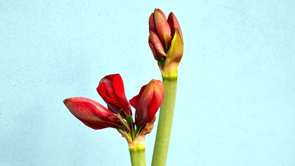 Rozkvétající hvězdník (Hippeastrum)