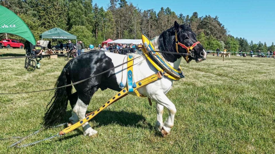 Brdská lesní bitva - II. ročník soutěže tažných koní