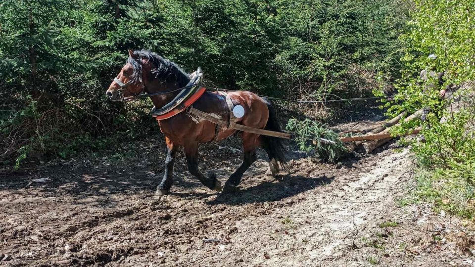 Brdská lesní bitva - II. ročník soutěže tažných koní