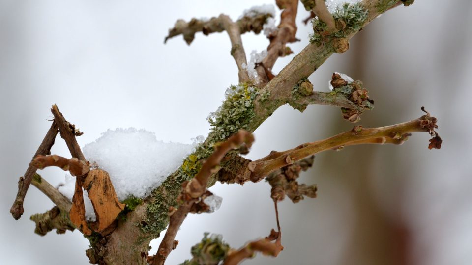 Lišejník na stromku jinanu dvoulaločného (Ginkgo biloba)