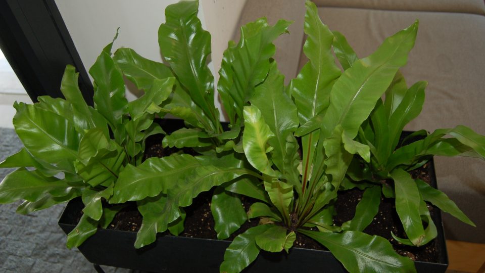 Sleziník (Asplenium)