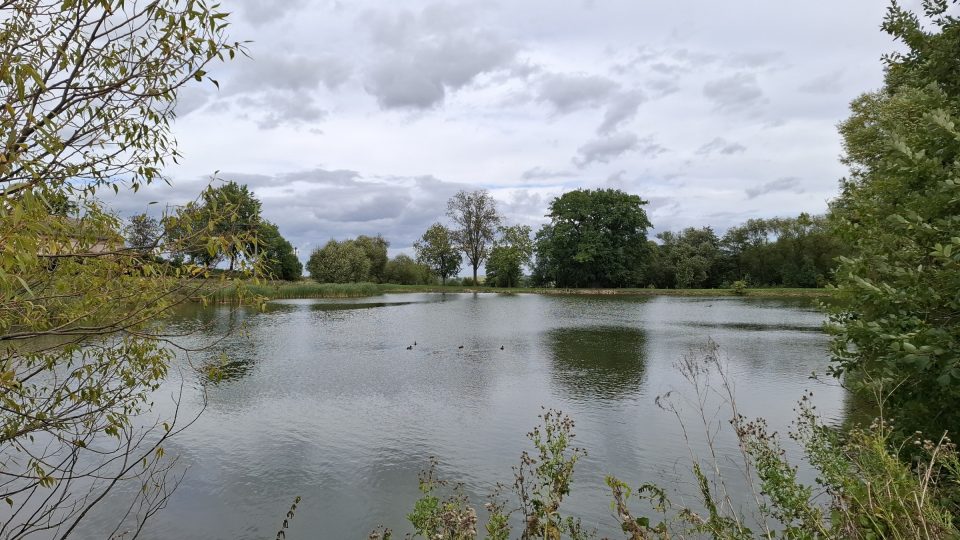 Dub letní v Záhoří u Miličína stráží vodu v místním rybníku | foto: Markéta Vejvodová, Český rozhlas Dub letní v Záhoří u Miličína stráží vodu v místním rybníku